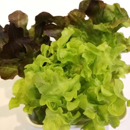 ผักโอ๊ค