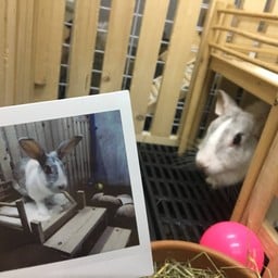 WhiteMalt @Rabbit Buri