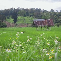 สวนชาธรรมชาติดอยช้าง