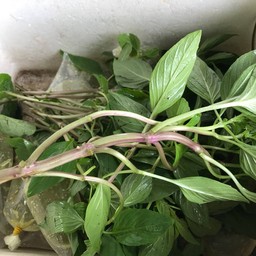 ลุงอ้วนปลาเผา