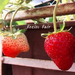 🍓🍓🍓