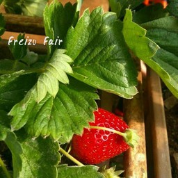 สตรอว์เบอร์รี่ลูกแดงๆ 🍓