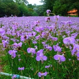 ทุ่งดอกหงอนนาค สวนศักดิ์สุภา
