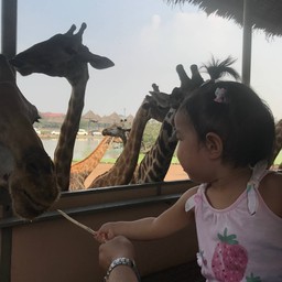 Safari Terrace -- ป้อนอาหารยีราฟ