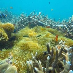 โลกใต้น้ำ ใสจริง ๆ ถ่ายโดย GoPro5