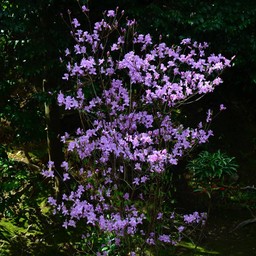 Kinkakuji Temple