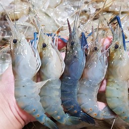 กุ้งแม่น้ำ