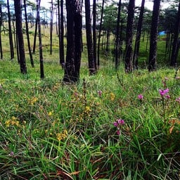 น้ำตกสายทิพย์