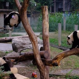 Chongqing Zoo