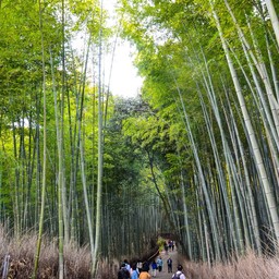 Arashiyama Bamboo Grove