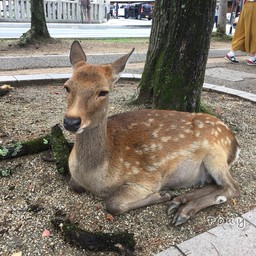 น้องกวางแสนเรียบร้อย🦌