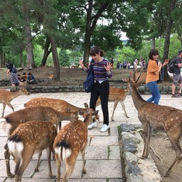 ระวังน้องกวางรุมนะะะ อย่าให้กวางเห็นขนมทั้งหมด