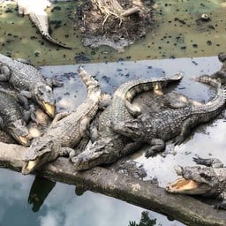 🐊🐊🐊 อ้าปากรอแล้วนะ