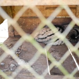 น้องชะมด2ตัว