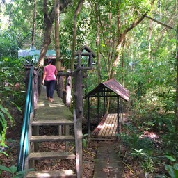 Khao Sok Tree House Resort