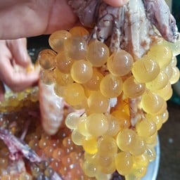 ไข่ปลาริวกิว