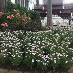 ดอกไม้สวย