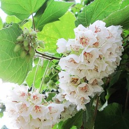 ดอกอะไรนะ สวยจัง