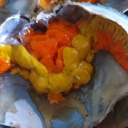 ปูดองแง้นแง้น