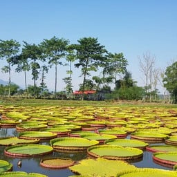 สวนดูบัว