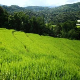 นาขั้นบันไดช่วง Green Season 