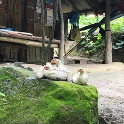 หมู่บ้านกะเหรี่ยงคอยาว บ้านโต้งหลวง