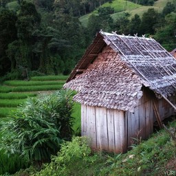 ด้านหลังกระท่อมที่เราพัก