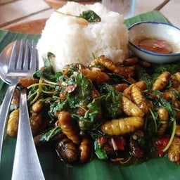 กะเพราดักแด้