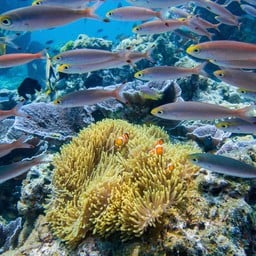 จุดดำน้ำ หมู่เกาะสุรินทร์