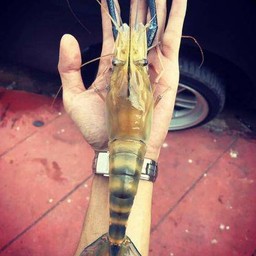 อาหารตามสั่ง ฮาลาล รามคำแหง 53