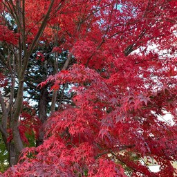 Kawaguchigo Autumn Leaves Festival