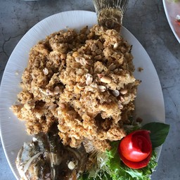 ปลากระพงเฟืองฟู
