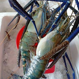 กุ้งเผา.ตัวกลม