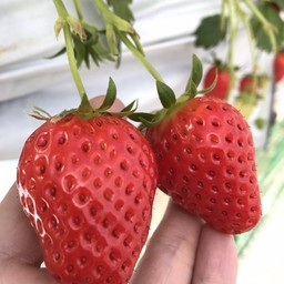 Fuji Oshino Berry Land