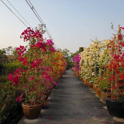 บ้านกลางสวนพฤกษาแก้วรีสอร์ท