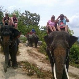 kalim elephant camp by camp chang kalim
