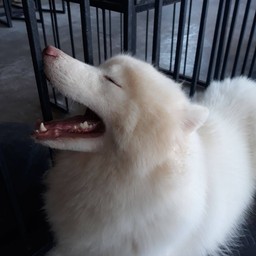 น้องหมานอนสบายใจ ต้องอ้าปากด้วย ^^