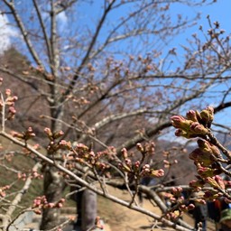 sakura budding