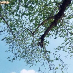 มีร่มไม้ให้นั่งพักผ่อนเยอะเช่นกัน