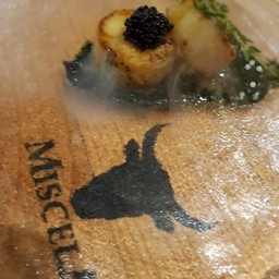 หอยเชลล์ มิชเชล่า