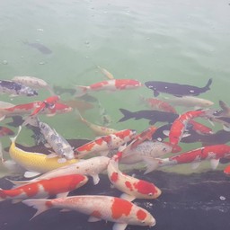 ใกล้ร้านอาหารมีสระปลาคราฟขนาดใหญ่ มีปลามากกว่า 200 ตัวให้นั่งดูเพลินๆ
