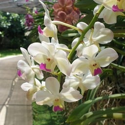 Bai Orchid & Butterfly Farm