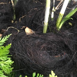 ลองจับดูแล้วมันเหมือนเส้นผมมาก