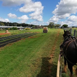 ชาร์ลีวิ่งเร็วหลังจากทิ้งระเบิดไป