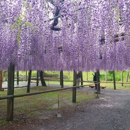 Kawachi Fujien