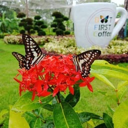 ด้านในมีคาเฟ่ผีเสื้อ