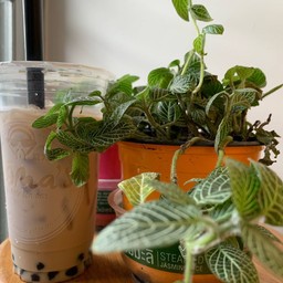 Moma's Bubble Tea Bar ดินแดง