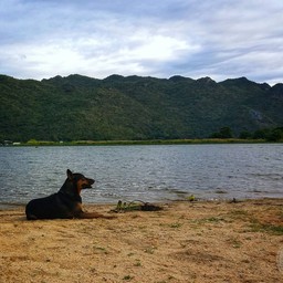 เจ้าถิ่น