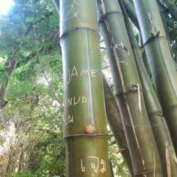 วัดป่าธรรมอุทยาน