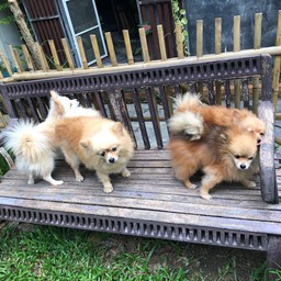 แล้ว พนง.ต้อนรับที่เหลือก็กรูกันเข้ามา (เห่าก่อน 5555)